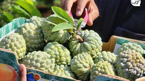 موسم حصاد "القشطة" في قطاع غزة التي انخفضت أسعارها نسبيًا بسبب وفرة المحصول مقارنة مع العام الماضي