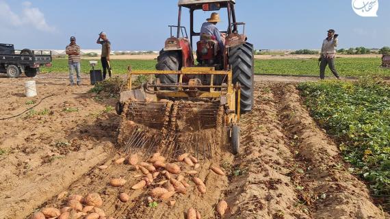 مزارعون يحصدون البطاطا الحلوة في خانيونس جنوب قطاع غزة، ويتكبدون خسائر كبيرة بعد رفض الاحتلال السماح بتصديرها