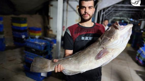 صيادون في قطاع غزة يجهزون الأسماك لتصديرها للضفة الغربية
