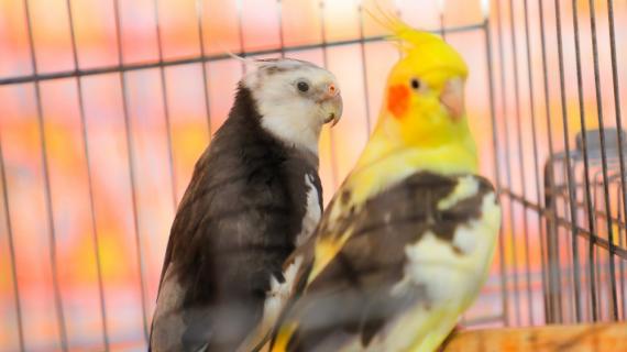 افتتاح "معرض زهور وطيور فلسطين 2022" في ساحة الجندي المجهول وسط مدينة غزة ضمن فعاليات إحياء يوم البيئة العربي