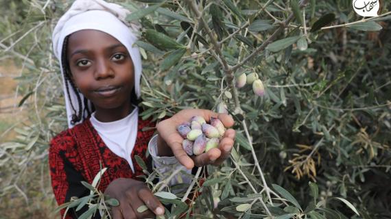فعاليات لقطف الزيتون بأجواء التراث الفلسطيني في دير البلح وسط قطاع غزة