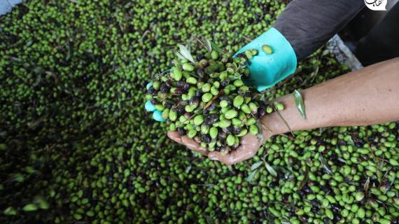 عصر الزيتون في قطاع غزة