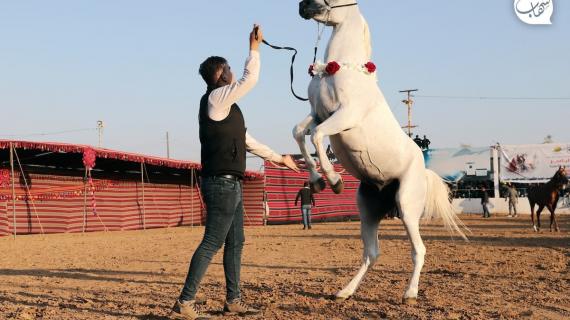 عرض لمربي الخيول الأصيلة في مدينة غزة، ضمن فعاليات إحياء الذكرى الـ 18 لرحيل الرئيس ياسر عرفات