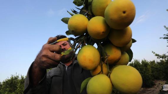 موسم جني ثمار الحمضيات في قطاع غزة