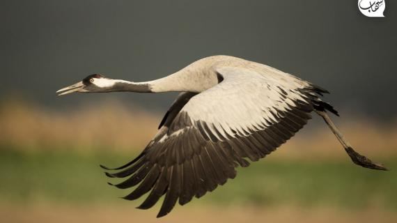 بحيرة الحولة شمال فلسطين المحتلة