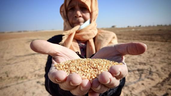 رغم مضايقات الاحتلال.. مزارعون فلسطينيون يزرعون القمح شرق قطاع غزة.