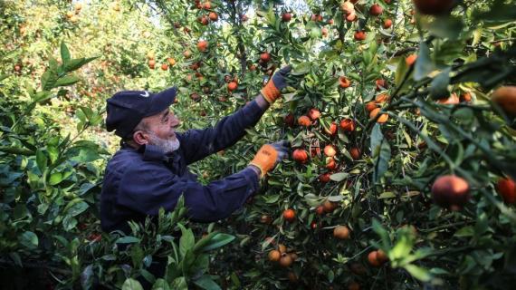 قطف ثمار حمضيات "الكلمنتينا" في بيت لاهيا شمال قطاع غزة.. تصوير مجدي فتحي