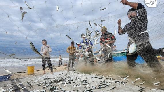 الصيادون بغزة يحظون بصيد وفير من الأسماك بعد المنخفض الجوي اليوم