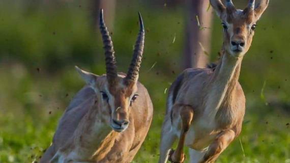 غزال الجبل في ربوع فلسطين