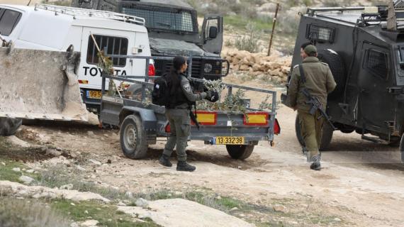 الاحتلال يقتلع أكثر من 100 شتلة زيتون في خلة الضبع بمسافر يطا جنوب الخليل