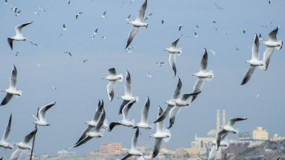 طيور النورس في بحر غزة