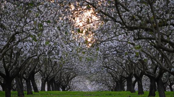 ربيع فلسطين المحتلة. تصوير طارق بكري