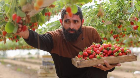 موسم قطف "الفراولة" في غزة