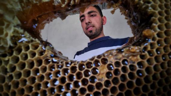 بدء موسم قطف عسل النحل في قطاع غزة