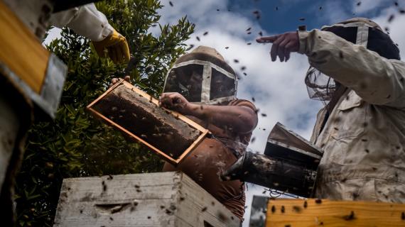 جنى العسل في بيت حانون شمال قطاع غزة. تصوير أحمد عدنان