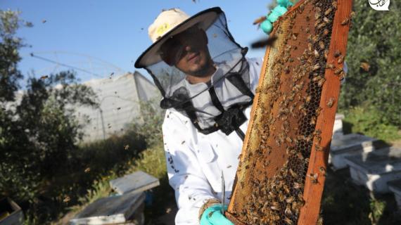 بدء قطف العسل من خلايا النحل في قطاع غزة