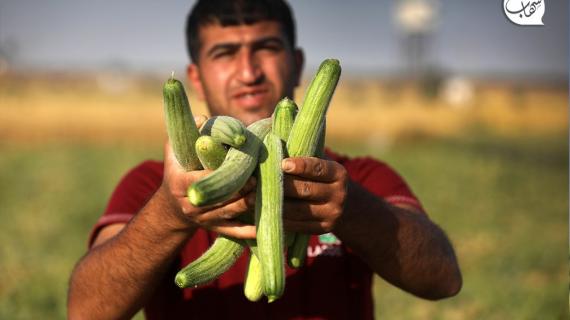 موسم جني ثمار "الفقوس" في قطاع غزة