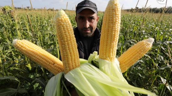 بدء موسم قطف محصول الذرة في غزة