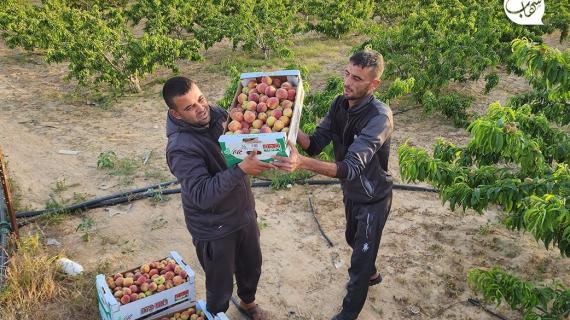 موسم قطف فاكهة الخوخ بالحقول الحدودية شرق رفح