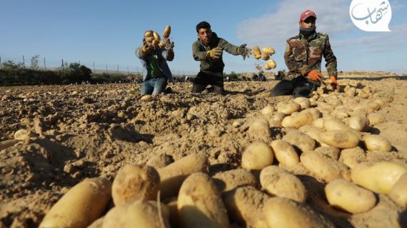عمال فلسطينيون يعملون في حقل زراعي لجني محصول البطاطا
