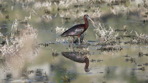 الحياة البرية في محيط التجمعات المائية والبرك في فلسطين.. تصوير عماد دواس