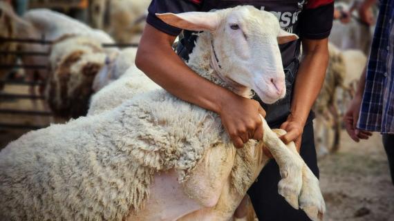 سوق الأضاحي في خانيونس جنوب قطاع غزة/ تصوير : هاني الشاعر