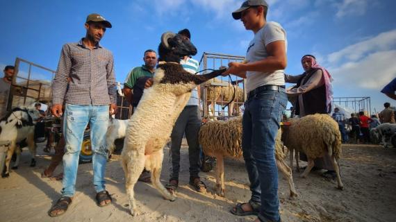 أسواق الحلال في غزة مع قرب عيد الأضحى المبارك. تصوير/ هاني الشاعر
