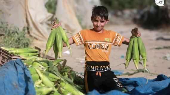 استمرار حصاد الذرة في شمال قطاع غزة