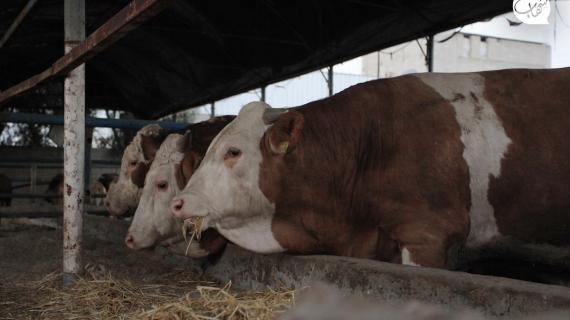 فلسطينيون يشترون الماشية لذبحها في عيد الأضحى المبارك بمخيم مغازي وسط قطاع غزة