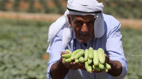 مزارعون يقطفون ثمار الفقوس في مدينة دورا جنوب الخليل.. تصوير مشهور وحواح