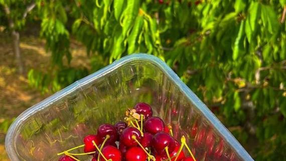 حقول الكرز في قرية بقعاثا على الحدود الفلسطينية السورية