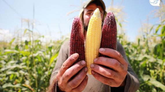 زراعة الذرة الحمراء.. التجربة الأولى من نوعها في غزة