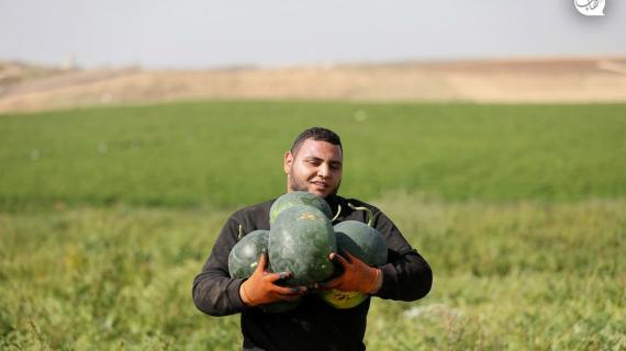 مزارعون يقطفون ثمار فاكهة البطيخ في شمال قطاع غزة