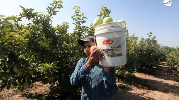 "التفاح اللهواني".. حصاد وفير ينعش المزارعين شمال قطاع غزة