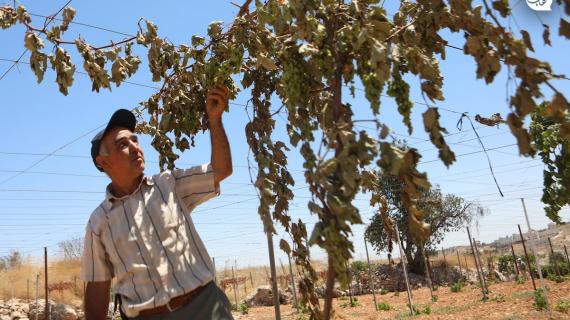 مزراعون فلسطينيون يتفقدون أشجار العنب بعد هجوم مستوطنين متطرفين على مزارعهم في الخليل