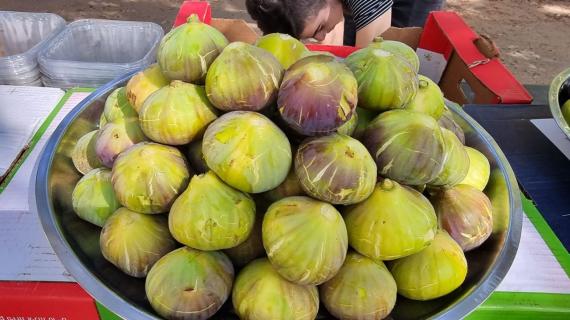 انطلاق موسم الصبر والتين في مدينة نابلس... تصوير أمين أبو وردة