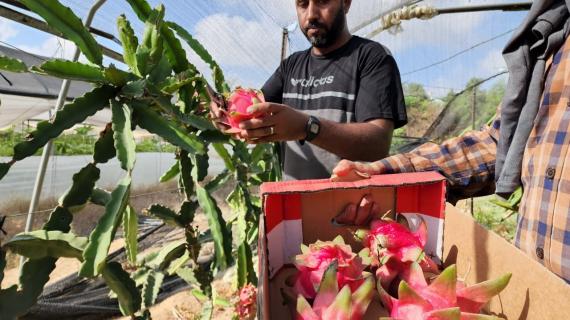 قطف فاكهة "التنين" نادرة الوجود في قطاع غزة