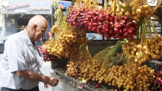 مزارعون يقطفون البلح الأصفر "البرحي" في أريحا