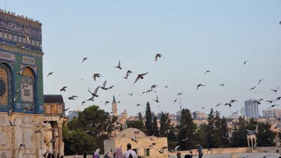 علاقة سكينة وأمان وطمأنينة بين طيور الحمام والأقصى صباح اليوم.