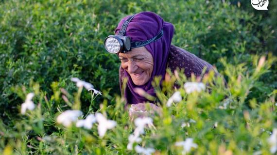 مزارعون مصريون يقطفون زهور الياسمين في قرية شبرا بلولة بمحافظة الغربية بمصر