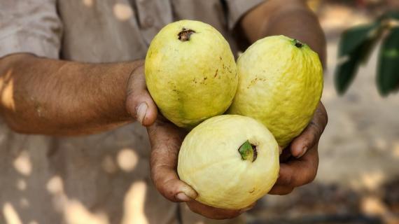 بدء ‌‎موسم قطف فاكهة “الجوافة” غرب محافظة خان يونس جنوب قطاع غزة