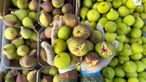 حصاد وفير يجنيه المزارعون في قطاع غزة مع بدء قطاف ثمار التين