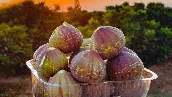 موسم التين في قرية تل جنوب غرب نابلس.