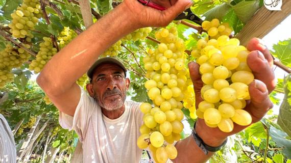 قطف عنب الشيخ عجلين/ قطاع غزة