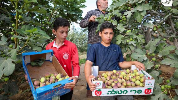 مزارعون يقطفون ثمار التين في مدينة غزة