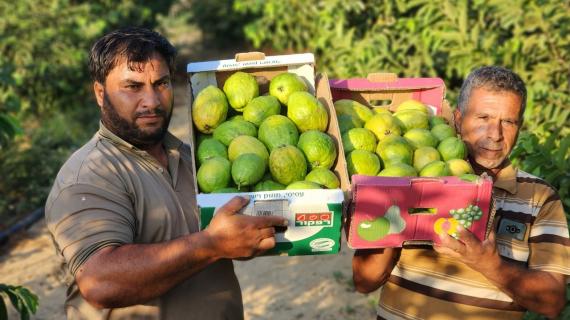 قطف ثمار الجوافة الهندية من محررات خانيونس جنوب قطاع غزة