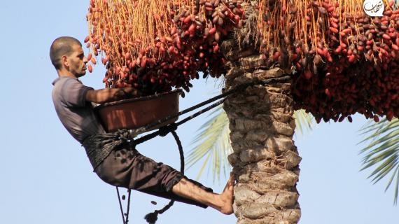 إنتاج وفير لهذا العام... مزارعو غزة يبدأون قطف محصول "البلح"