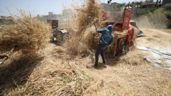 بأدوات بدائية ورغم القصف والدمار… يكافح مزارعون فلسطينيون في قطاع غزة لحصاد محصولهم من القمح بعد إصرارهم على زراعة أرضهم وتحدي ظروف الحرب والحصار القاسية