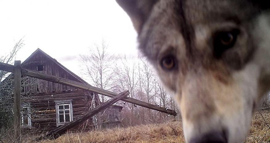 معركة شرسة... ذئب يختطف طفلا وشبان سوريون يتدخلون