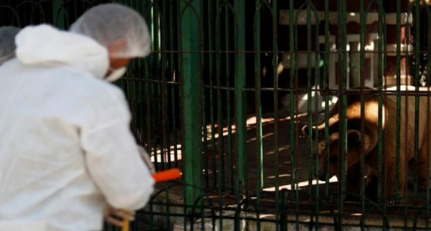 وزير الإعلام المصري يكشف مصدر تفشي فيروس كورونا في البلاد